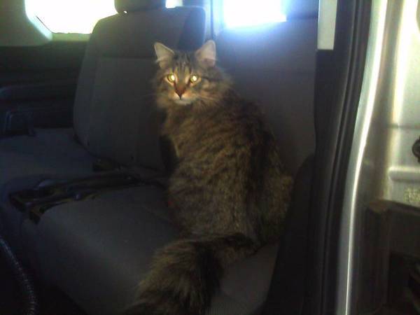 STILL Missing Maine Coon CAT mark in eye (47th Ave amp Cactus)