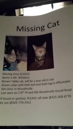 Still Missing Tabby Cat (Cottage Lake)