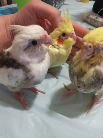 stolen babies parrots (Inwood  Wash Hts)