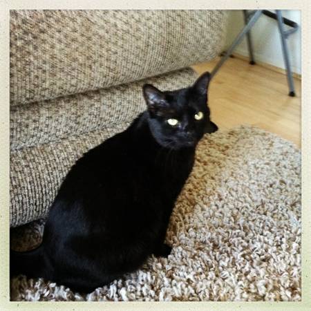 Stolen female Blk cat REWARD (Marquam Hill)