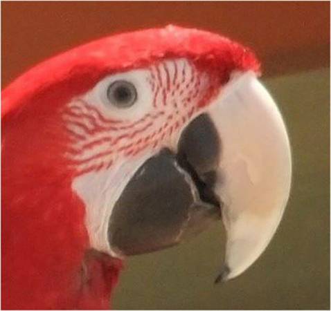 STOLEN GREENWING MACAW REWARD