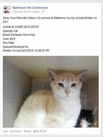 Stray Cat from Odeon Ct, Buff Color, Male, Taken to BCAS (Baldwin, MD)