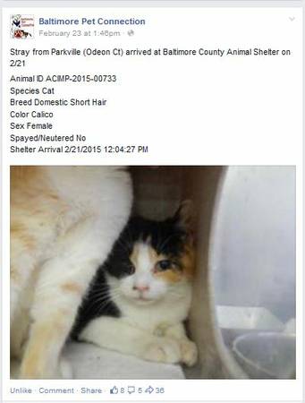 Stray Cat from Odeon Ct, Calico, Female, Taken to BCAS (Baldwin, MD)