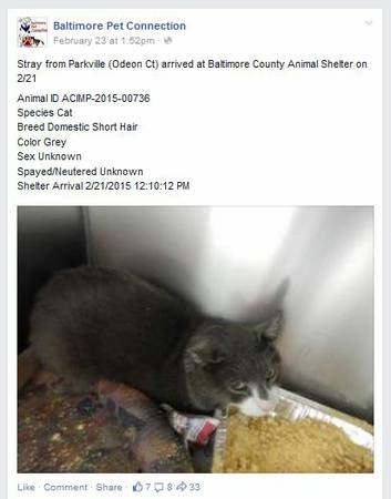 Stray Cat from Odeon Ct, Grey amp White, Taken to BCAS (Baldwin, MD)