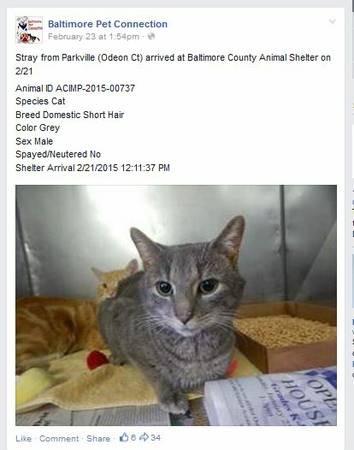 Stray Cat from Odeon Ct, Grey, Male, Taken to BCAS (Baldwin, MD)
