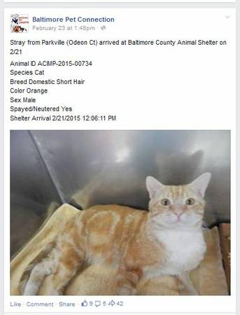 Stray Cat from Odeon Ct, Orange, Male, Taken to BCAS (Baldwin, MD)
