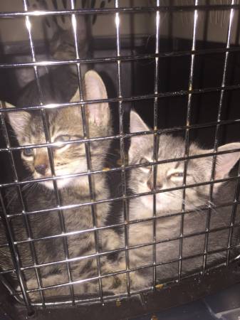 Kitten for knew home (Queens)