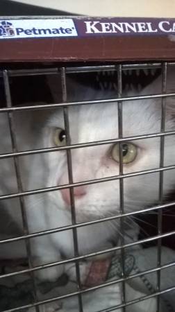 Studley is my name, and I need a new home (Renton)