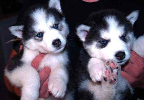 Stunning blue eyes Siberian Huskies