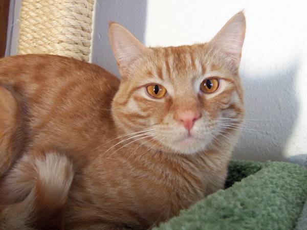 Stunning Orange Tabby for Adoption (Fuzzy Pawz Rescue)