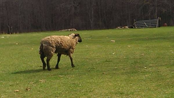 Suffolk sheep for sale. (Belleville)