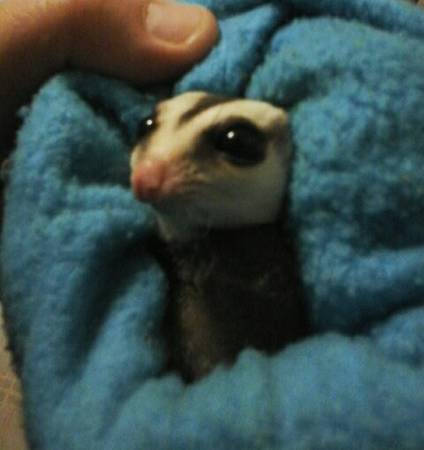 sugar glider 100.00 (Imperial)