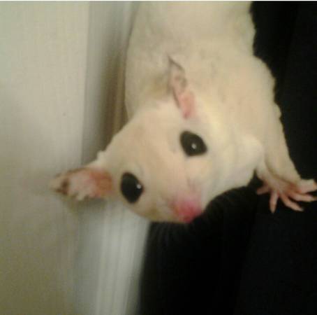 sugar glider