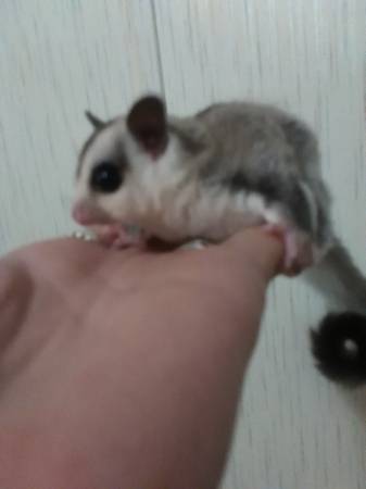 Sugar Glider Baby WF Platinum