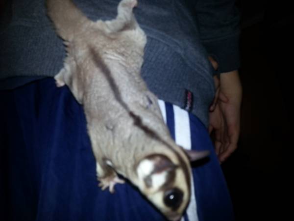 Sugar Glider brothersister (South County)