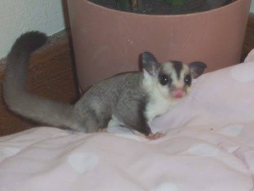 Sugar Gliders and cage Reduced (Murfreesboro)