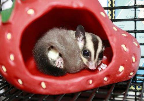 Sugar Gliders Available