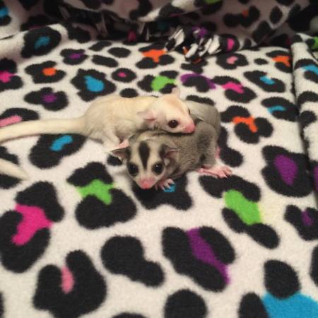 Sugar gliders (fargo)