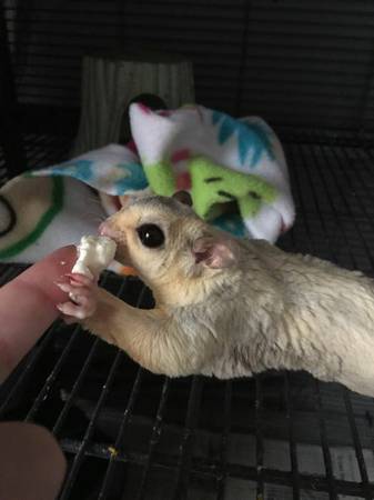 Sugar gliders to rehome (Olathe)