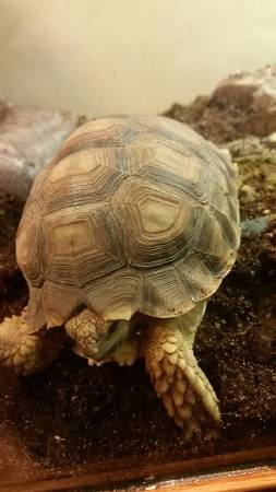 sulcata tortoise (Ocean springs)