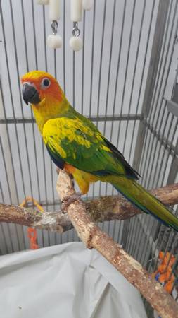 SUN CONURES (Fremont  Ne)