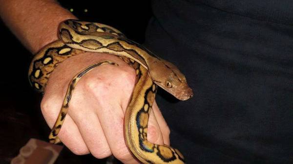Suntiger amp Normal Reticulated Pythons (Conyers)