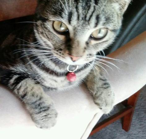 Super Awesome 8 month kitten  Cat (san jose west)