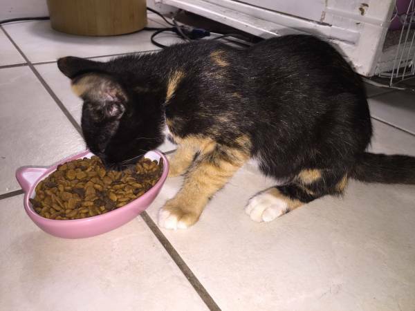 Super cute girl calico kitten for adoption (Boca Raton)