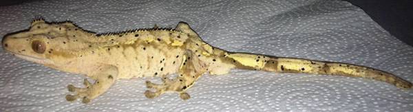 Super Dalmation Crested Gecko Needs a New home