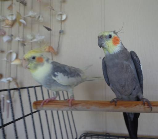 Super Friendly Cockatiel Pair