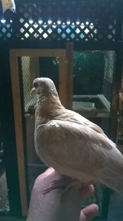 Super friendly tangerine ring neck dove (Waterbury)
