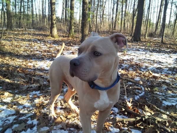 SUPER HANDSOME BOY IS LOOKING FOR A FOREVER HOME (Application Home Visit Adoption Fee)