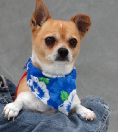 Super Sweet Stocky Chihuahua for Adoption (Fuzzy Pawz Rescue)