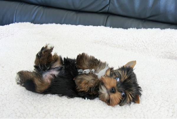 Super tiny and compact bundle of joy128591 Yorkie