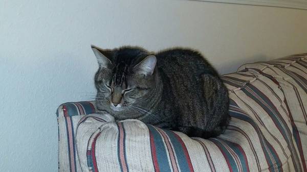 Sweet 3 year old gray tabby needs a good home