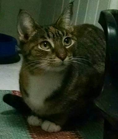 Sweet, Affectionate Rescue Female Tabby (Wilmington)