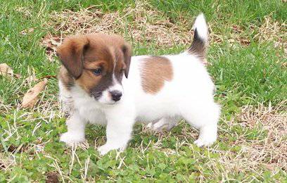 Sweet and lovely Jack Russell Terrier