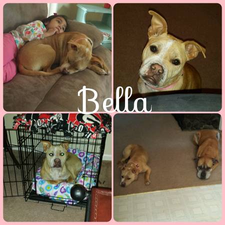 Sweet Bella needs a furever home (Columbus ga)