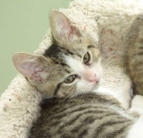 Sweet Bertha Tabby amp White Abandoned Kitten Needs Home