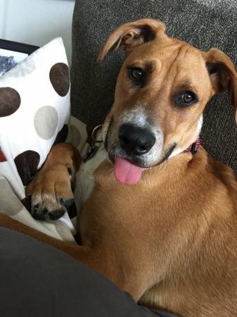 Sweet but active 8 mo old puppy to a GREAT home only (North Denver)