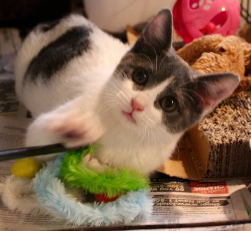 Sweet Cuddly Boy Kitten For Adoption 3