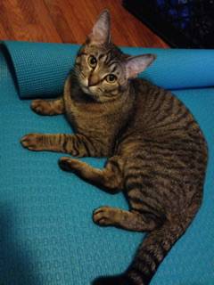 Sweet Cuddly Friendly and Playful Cat to Good Home (Antioch)