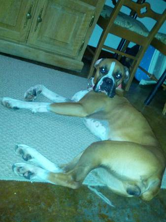 sweet female boxer (boise)