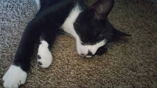 Sweet Girl Kitten (Lakewood)