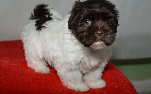 Sweet Havanese Puppies for addoption