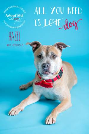 Sweet Hazel For Adoption