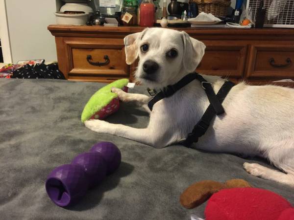 Sweet Jack Russell Mix Puppy  Needs a new home (College Park, Md.)