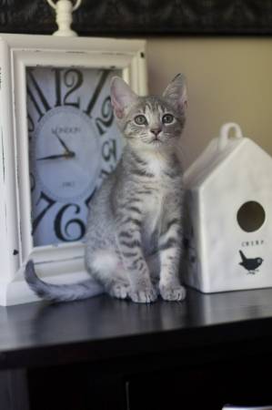 Sweet KITTEN Loving and playful girl needs a good home (Raleigh, NC)