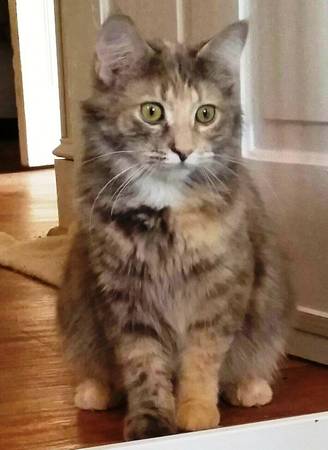 Sweet Maine Coon rescued after being hit by car seeks forever home