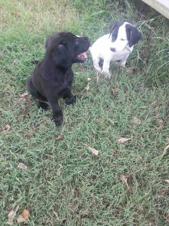 Sweet mix puppies (Lincoln, AR)